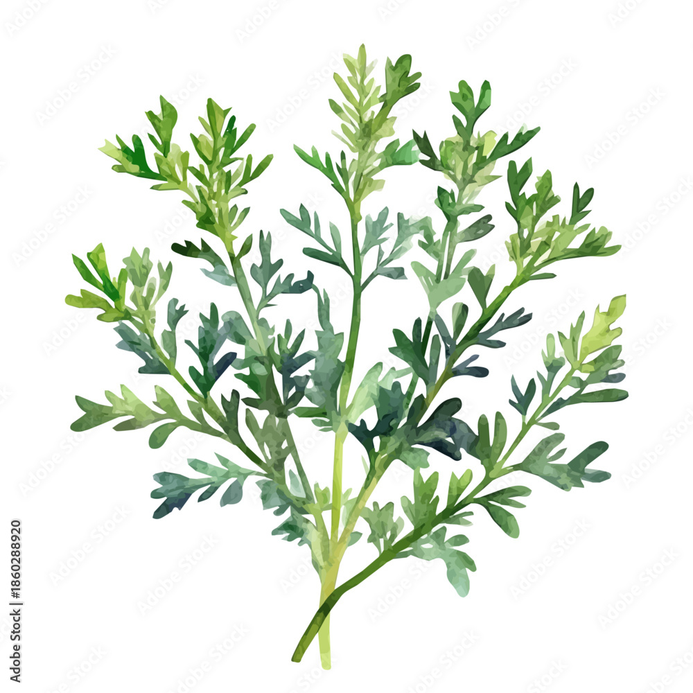 Naklejka premium Watercolor design, with minimal yet artistic elements for creative designs. hand-drawn paint, A beautiful painting of the wormwood plant, EPS format, isolated on a white background