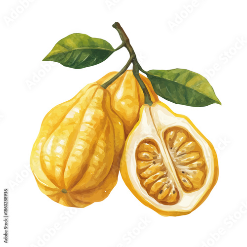 Minimal yet artistic elements for creative designs. hand-drawn paint, Simple Illustration, A beautiful painting of yellow mombin fruit, EPS format, isolated on a white background
