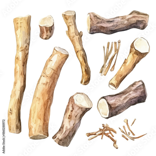 Minimal yet artistic elements for creative designs. hand-drawn paint, Simple Illustration, A beautiful painting of zedoary root, EPS format, isolated on a white background