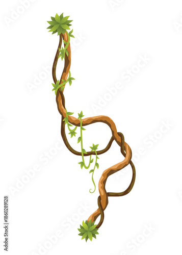 Liana branch. Twisted wild jungle vine plants. Woody natural tropical rainforest, exotic botany element. Vector design element