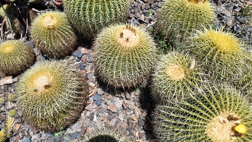 Round Cactus Cluster Close Up At Royal Botanic Gardens Melbourne