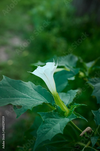 Plant Datura(Datura stramonium) with a white funnel-shaped flower close-up.