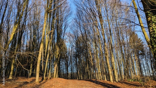 Spaziergang in der Natur, Sonnenaufgang im Herbst, Viersen, Deutschland, Bäume ohne Laub
