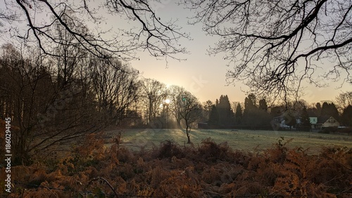 Spaziergang in der Natur, Sonnenaufgang im Herbst, Viersen, Deutschland, Bäume ohne Laub
