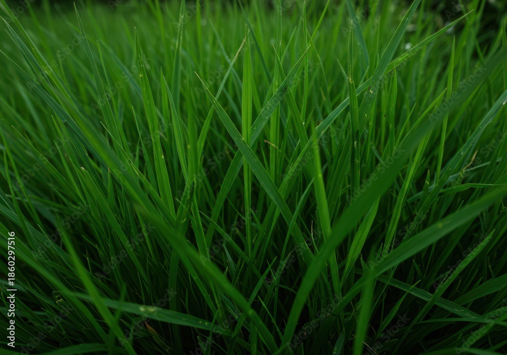Fototapeta premium Lush, vibrant green blades of tropical rainforest grass thrive in the humid jungle environment, forming a dense, natural, and intricate ground cover ,wild ,undergrowth ,wet