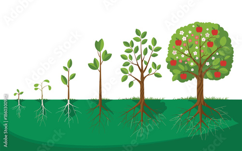 Illustration of tree growth stages from sapling to mature fruit-bearing tree with visible roots