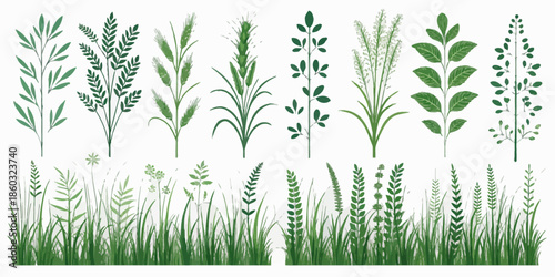Variety of green plants and grass on white background