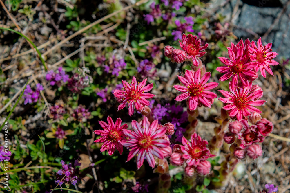 Obraz premium Mountain Flower Houseleek Sempervivum In Swiss Alps