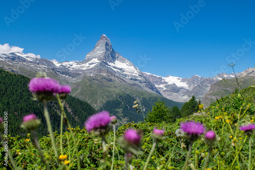 Milk thistle flowers in front of Matterhorn, Zermatt, Switzerland
