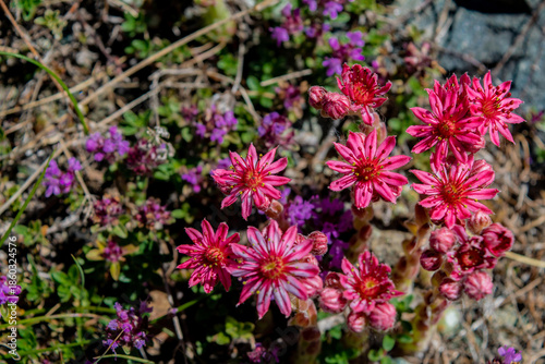 Mountain Flower Houseleek Sempervivum In Swiss Alps