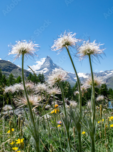 View of the Matterhorn trough Küchenschelle (Pulsatilla vulgaris) 