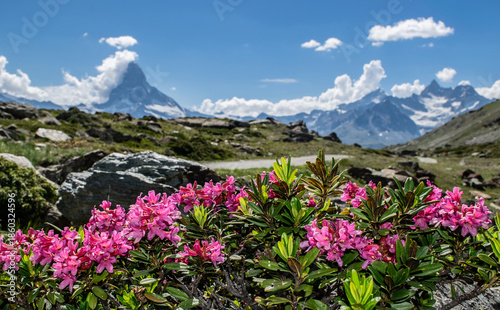 Rhododendron with the Matterhorn in the background