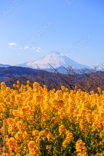 吾妻山から見れる富士山と菜の花