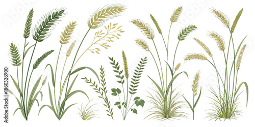Variety of green grass and wheat plants on white background