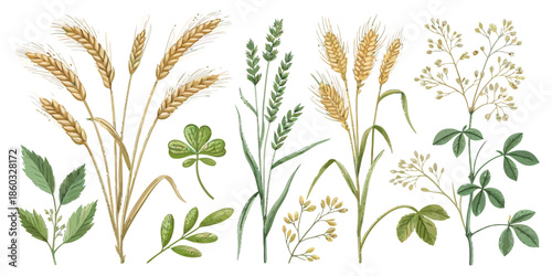 Variety of wheat and green plants on white background
