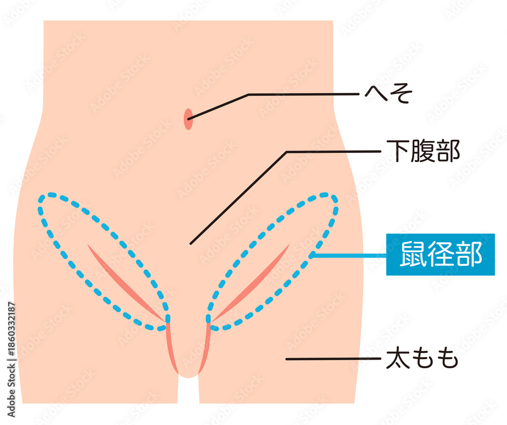 Obraz premium 腹部 下腹部 鼠径部