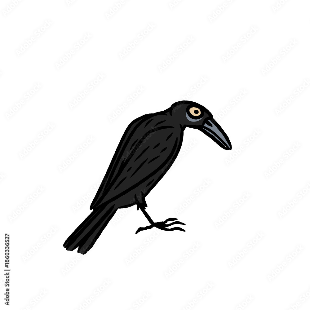 Fototapeta premium Rook, Raven, Jackdaw, Chough, Magpie, Jay, Nutcracker, Treepie, Piapiac, Crow-billed Drongo