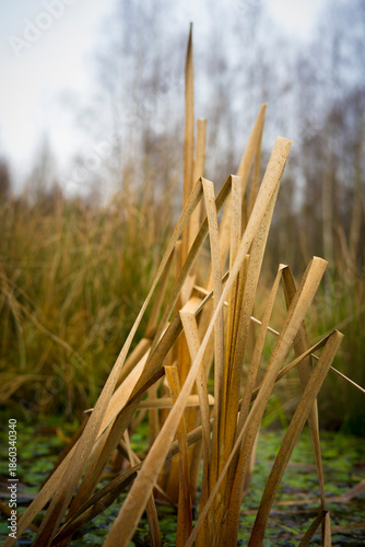 Dry Reeds Emerging From Marsh Water, Fragile Wetland Nature at Early Spring