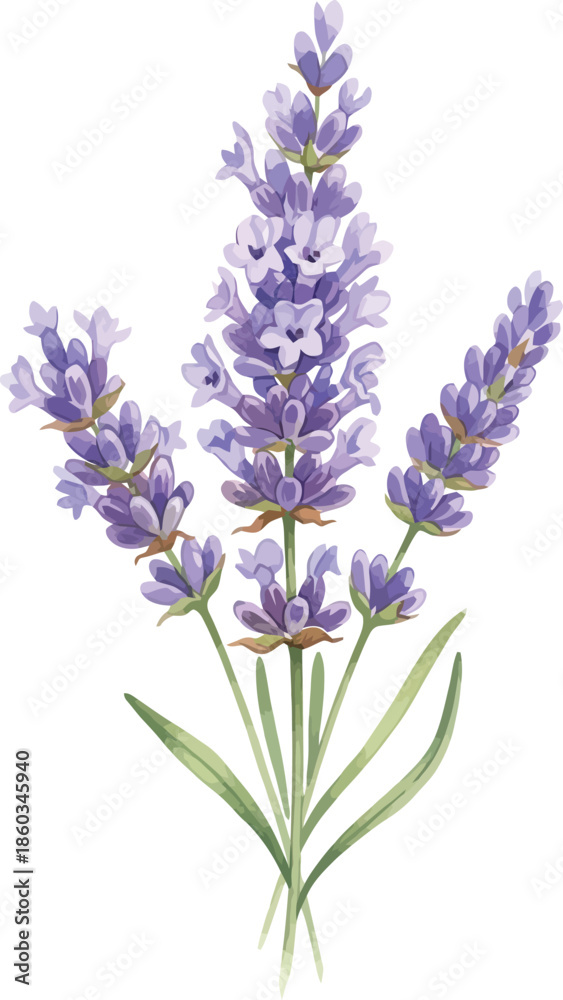 Obraz premium Beautiful purple lavender flower sprigs isolated on white background for aromatherapy herbal medicine and floral garden decoration