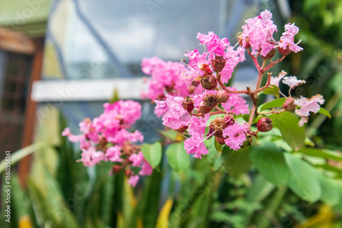 Lagerstroemia indica also known as Crape Myrtle (or Crepe Myrtle), Chinese Crape Myrtle, and Indian Crape Myrtle, also called Crepe Flower, Lilac of the South, Bungur or Pride of India