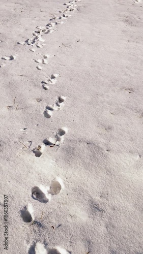 Pov shot following a line of wild animal tracks in the freshly fallen snow. Bunny hopping prints creating a path through a winter landscape