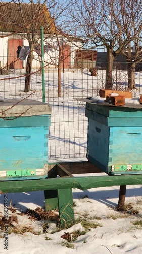 Brightly colored wooden beehives sitting in a snowy apiary on a sunny winter day. Bees flying near the entrance of their hive