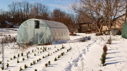 Rural homestead with a large polytunnel greenhouse and rows of small plants in a snow covered garden on a sunny winter day