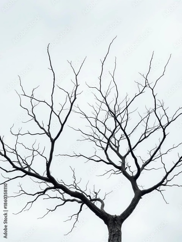 Fototapeta premium Bare branches of a skeletal tree reaching towards a pale, overcast autumn sky, evoking a mood of quiet melancholy , pale, skeletal