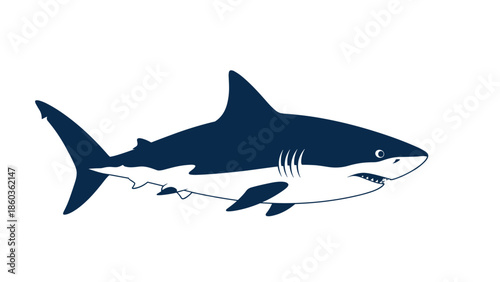 Illustration of a Great White Shark with Dark Blue and White Coloring.