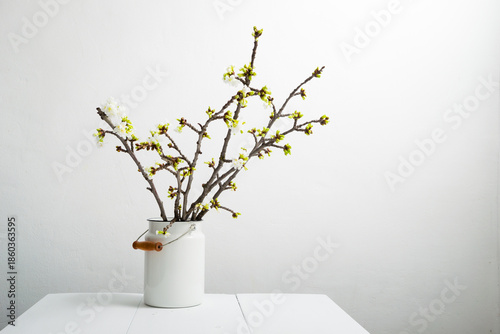 cherry flower blossom branch in old enamel milk canister at white wooden table, bright wall, home decoration springtime