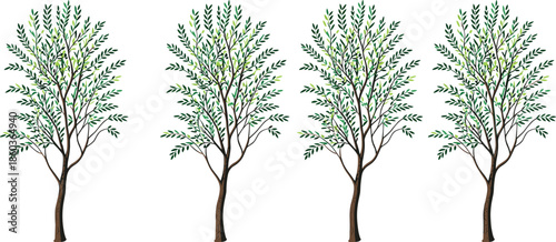 Slender leafy tree collection illustration, minimalist deciduous trees with green foliage, isolated on white background, modern vector nature design set