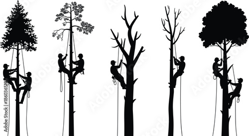 Tree climber silhouettes performing professional arborist work at different heights, forestry maintenance concept with safety ropes and equipment illustration
