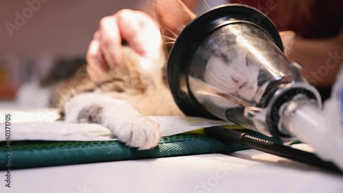 Veterinarian preparing a cat for surgery with anesthesia