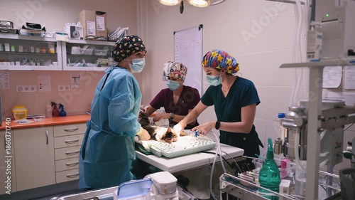 Veterinarian team performing surgery on a cat
