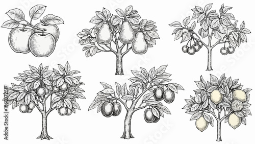 Collection of six different fruit trees and fruits in sketch style.
