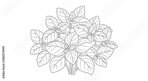A detailed black and white line art drawing of a fresh basil plant or a bunch of basil leaves, perfect for culinary and herbal illustrations.