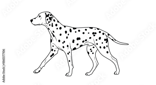A stylized black and white illustration of a graceful Dalmatian dog walking, showcasing its distinctive spotted coat and athletic build.