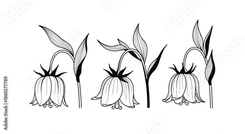 Vintage-style black and white line art depicting three drooping bellflowers with detailed leaves and stems, on a clean white background.