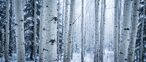 A serene winter woodland sh...