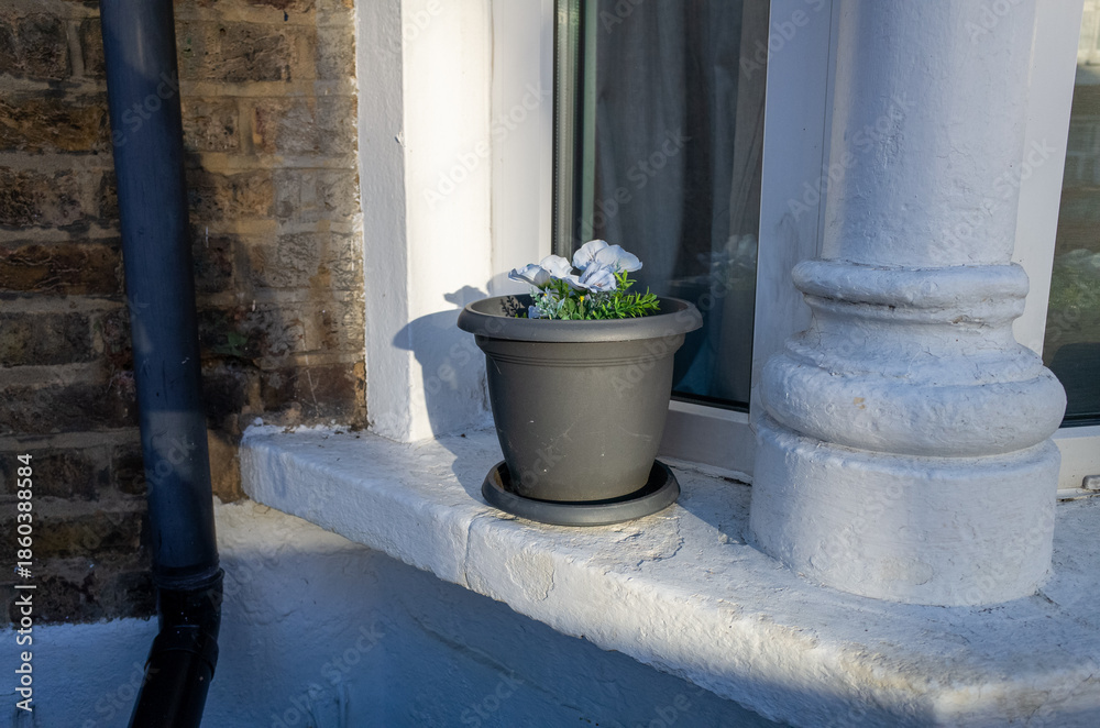 Fototapeta premium Flower pot on window ledge in sunlight