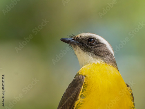 Gros plan sur la tête d'un myiozetetes similis (Tyran sociable) 