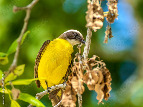 Myiozetetes similis (Tyran sociable) se nourrissant sur une branche