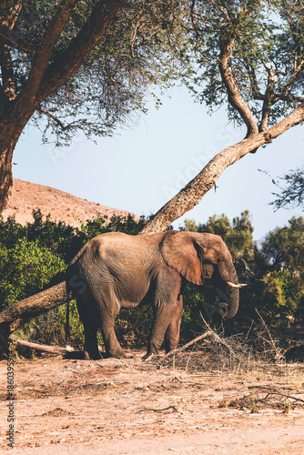 lonely elephant scretching by a tree in damaraland, namibia