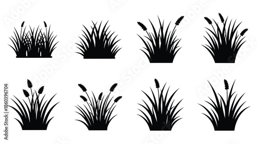 Black and white illustration of various grasses in a detailed silhouette