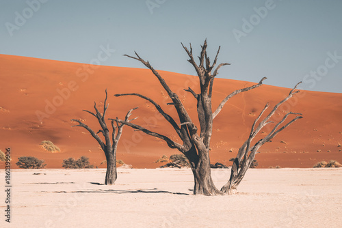 Photos dead trees in the desert of namib, sossusvlei