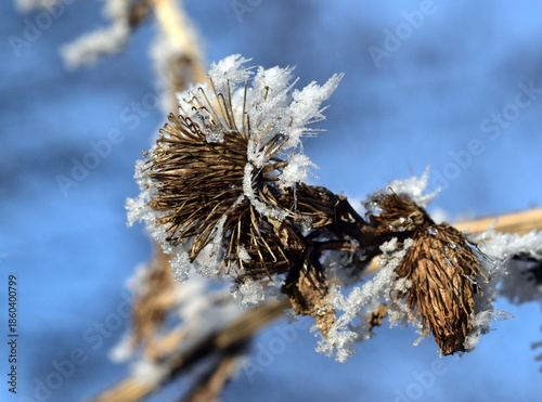 Nahaufnahme von frostbedeckten Kletten