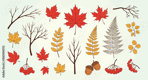 Varied autumn leaves and berries collection including colorful maple, fern, and mountain ash foliage for fall design.