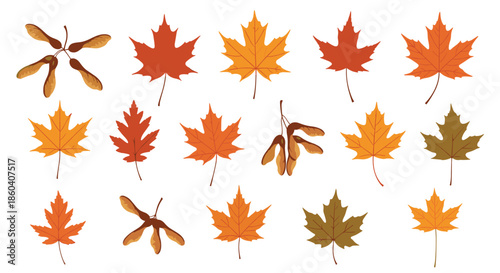 Beautiful collection of colorful autumn maple leaves and winged samara seeds, showcasing the vibrant changes of fall season.