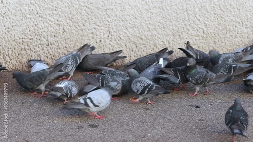 Flock of Doves and Pigeons Feeding at Street Animals Birds pan Close up