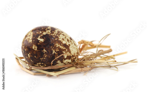 Quail egg on straw isolated on white background. Natural patterned farm quail egg in hay.